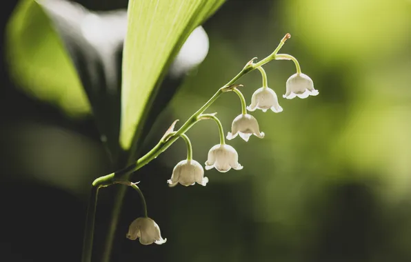Leaves, macro, light, flowers, sprig, spring, white, lilies of the valley