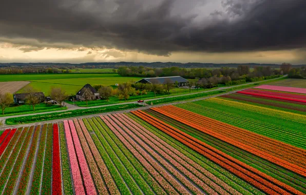 Field, the sky, clouds, flowers, strip, view, spring, dal