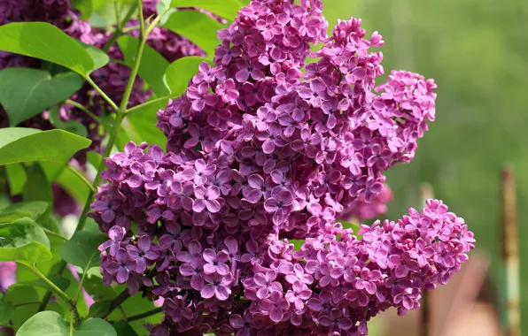 Picture flowers, branches, background, spring, flowering, lilac, inflorescence