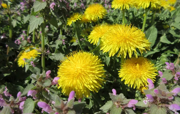 Meadow, dandelions, April, spring 2018, Meduzanol ©