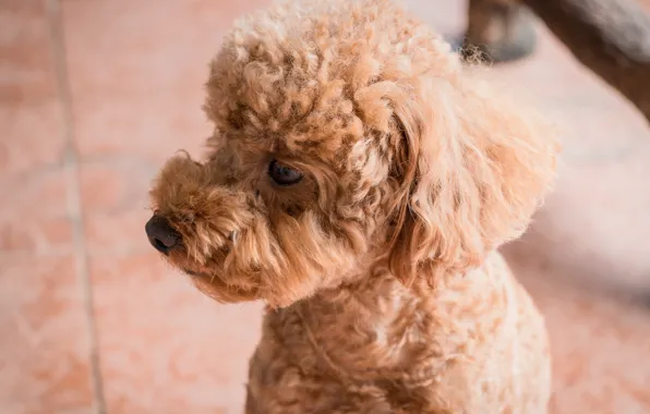 Brown, dog, animal, cute, portrait, poodle, mammals, micco