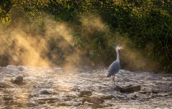 Light, nature, Heron mist