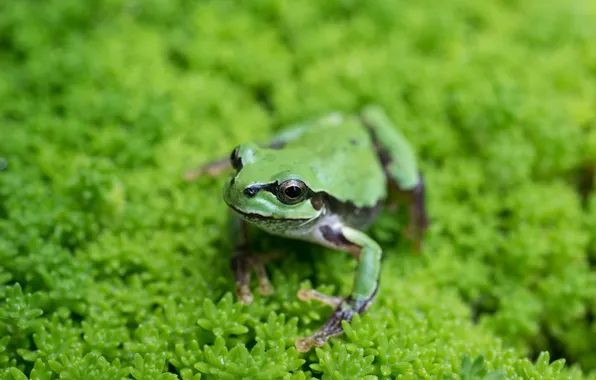 Picture grass, eyes, frog, paws