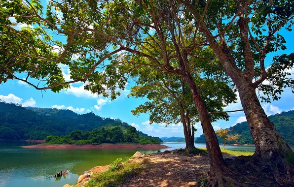Picture trees, lake, island, Malaysia, Malaysia, Kedah, Pedu Lake