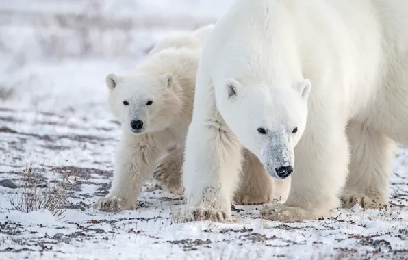 Picture snow, bear, bear, Polar bears, Polar bears