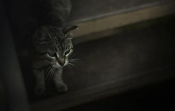 Cat, mustache, animal, shadow, wool, ladder