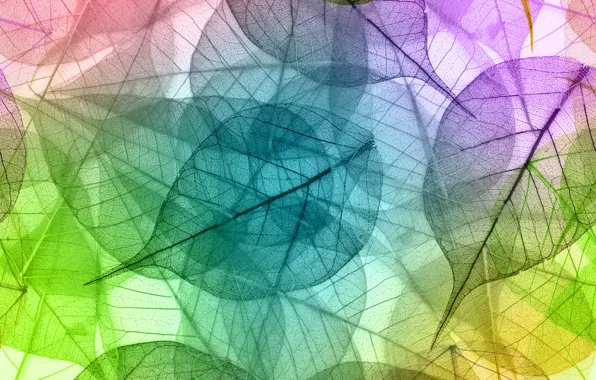 Picture colors, leaves, macro, transparent