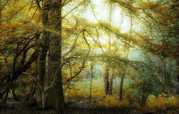 Picture autumn, forest, nature