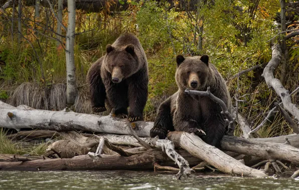 Forest, branches, nature, pose, shore, bear, bears, pair