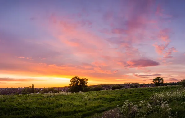 Field, summer, the sky, clouds, light, trees, dawn, dal