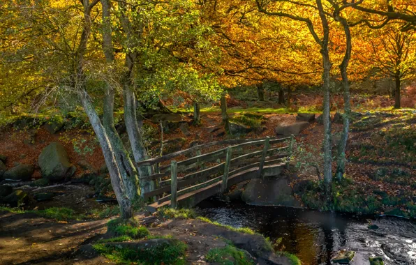 Picture autumn, forest, trees, landscape, nature, stones, river, the bridge