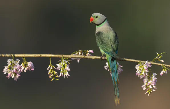 Flowers, pose, background, bird, branch, parrot, pink, flowering