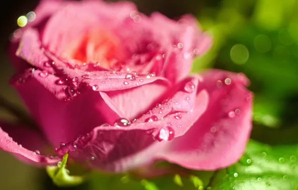 Picture drops, macro, light, roses, blur, pink, buds, bokeh