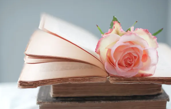Flowers, roses, book, pink, page