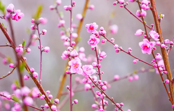 Picture branches, spring, Japan, garden, peach
