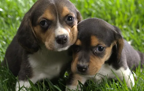 Puppies, Grass, Brown