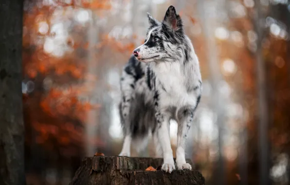 Autumn, look, light, trees, pose, Park, stump, dog