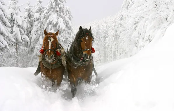 Picture winter, snow, trees, horse, the snow, sleigh, beautiful, deep