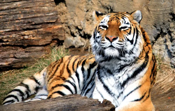 Picture tiger, predator, beast, big cat, Panthera tigris, mammal