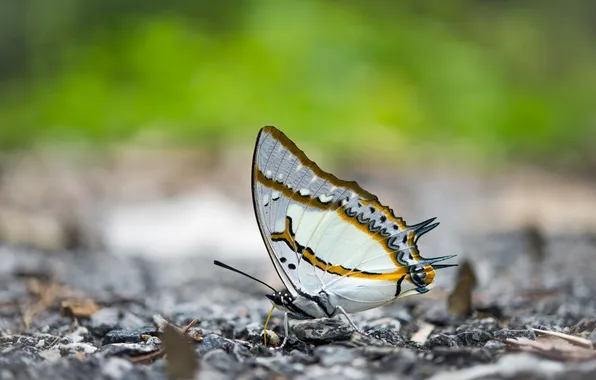 Microsemi, wings, Butterfly, insect, beautiful, closeup, blurred background
