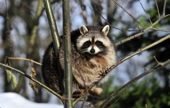 Look, branches, raccoon