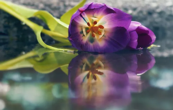 Flowers, nature, tulips