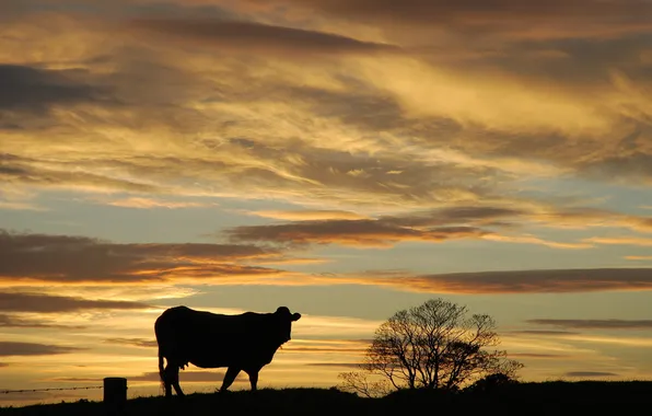 Picture sunset, nature, cow