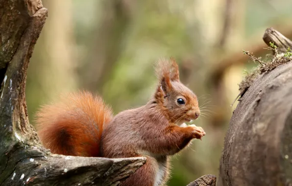 Look, nature, stump, protein, log, sitting, bokeh, meal