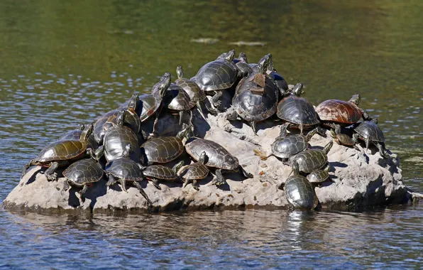Picture water, nature, stones, turtle