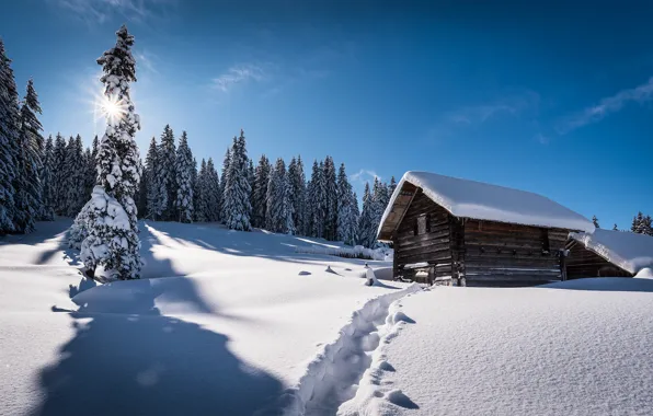 Picture winter, forest, the sun, rays, snow, trees, home, ate