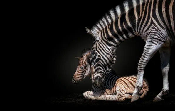 Zebra, pair, lies, weasel, black background, care, cub, Zebra