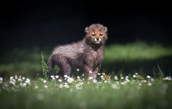 Flowers, glade, baby, Cheetah, cub