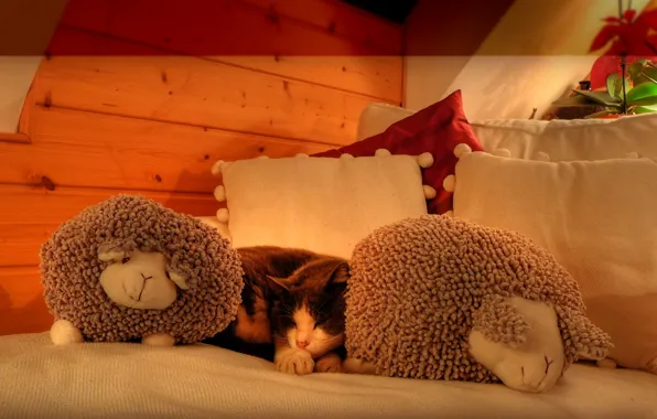 Cat, pillow, sleeping, curls, on the bed, sheep, attic, soft toys