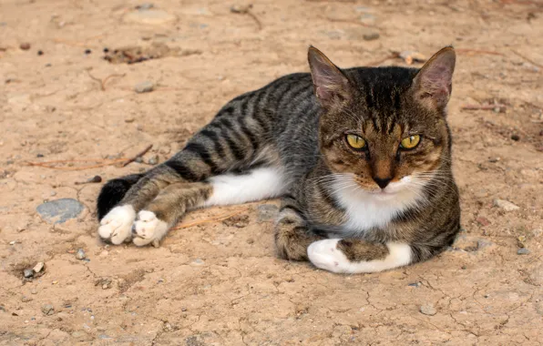 Cat, cat, look, face, grey, lies, striped, yellow eyes