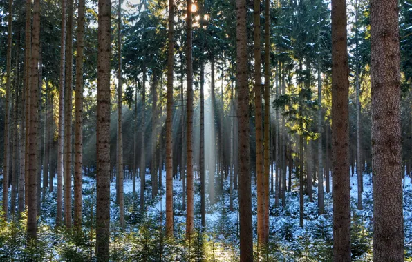 Picture winter, forest, snow, trees, the rays of the sun