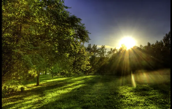 Picture greens, forest, grass, the sun, rays, glade, spring, morning