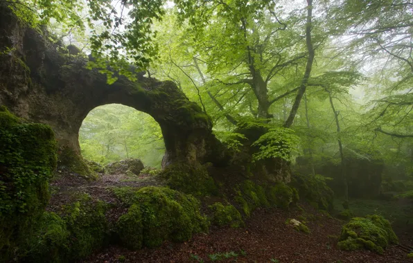 Picture forest, summer, fog, rock, arch