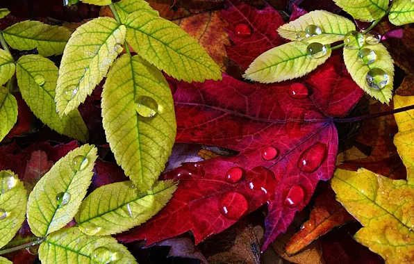Autumn, leaves, drops
