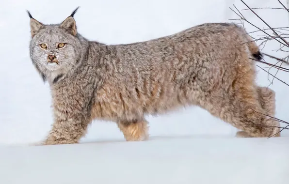 Picture look, snow, lynx, wild cat