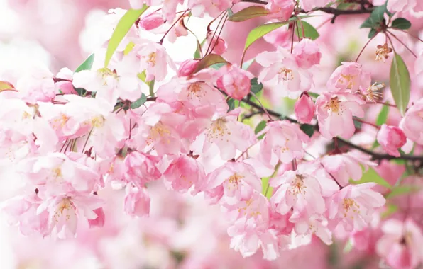 Branch, spring, petals, Sakura, pink, flowering