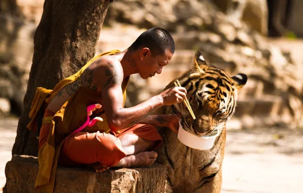 Picture tiger, food, Buddhist