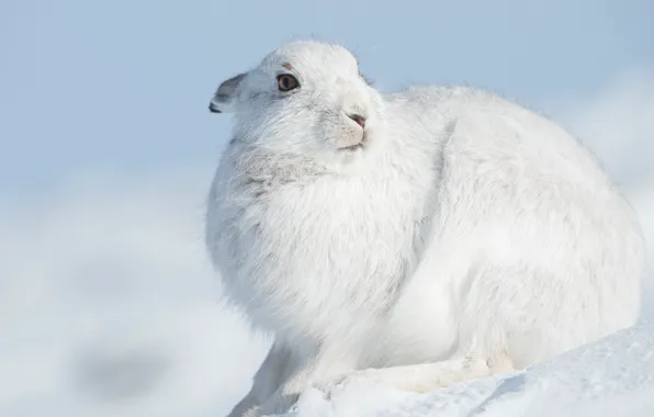 Picture winter, look, face, snow, close-up, pose, hare, portrait