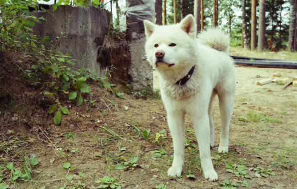Dogs, white, nature, Akita inu