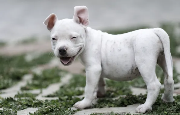 Smile, dog, baby, puppy, American bully