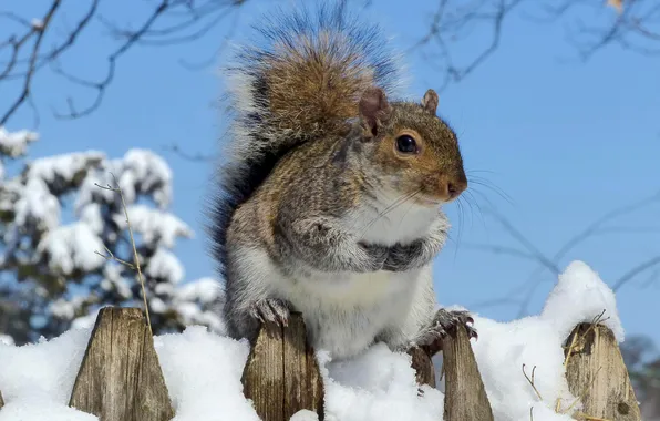 Winter, snow, protein, fur, rodent