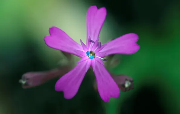 Flowers, nature, paint, plant, petals