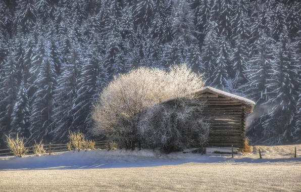 Winter, forest, snow, trees, nature, morning, hut