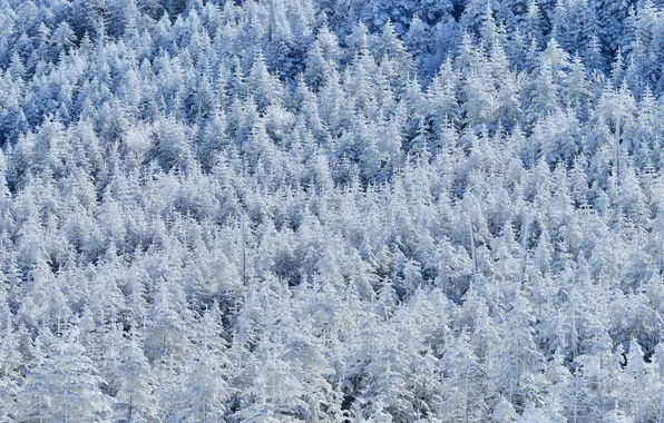 Winter, forest, snow, trees, slope