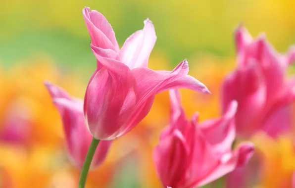 Macro, petals, tulips, bokeh