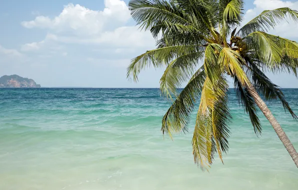 Sand, sea, wave, beach, summer, the sky, palm trees, shore